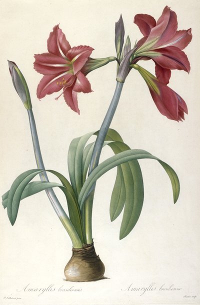 Amaryllis brasiliensis (Amarillide brasiliana), 1816 da Pierre Joseph Redouté